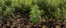 Permaculture cannabis garden with companion plants and living soil