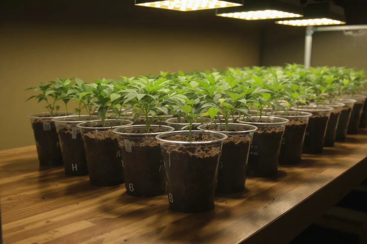Rows of small green seedlings in clear plastic cups under bright grow lights.