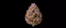 Purple Urkle cannabis buds with deep violet coloration
