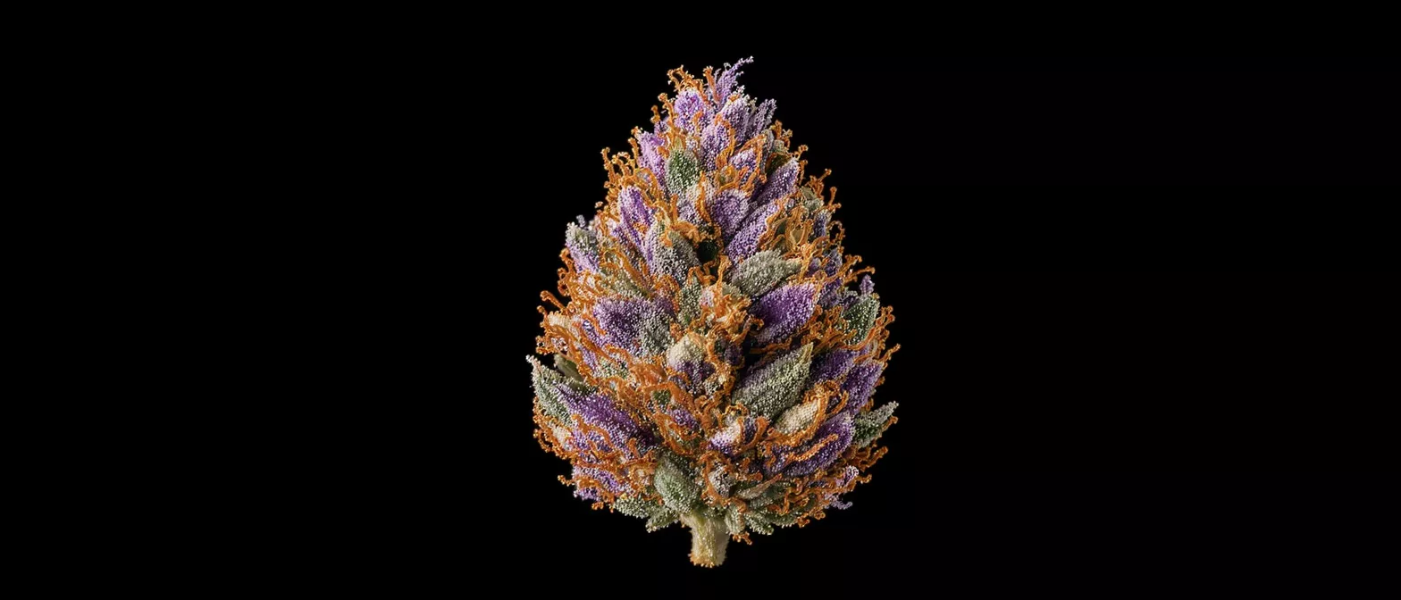 Close-up of a vibrant cannabis bud with purple, green, and orange hues.