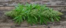 Fresh raw cannabis leaves and flower before decarboxylation