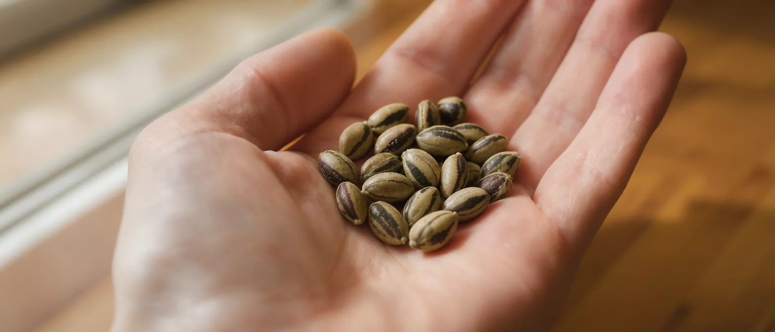 A person's open palm holds a small pile of striped, oval-shaped seeds.
