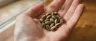 regular seeds for cannabis breeding and genetics