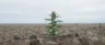 ruderalis cannabis plant with small bushy structure