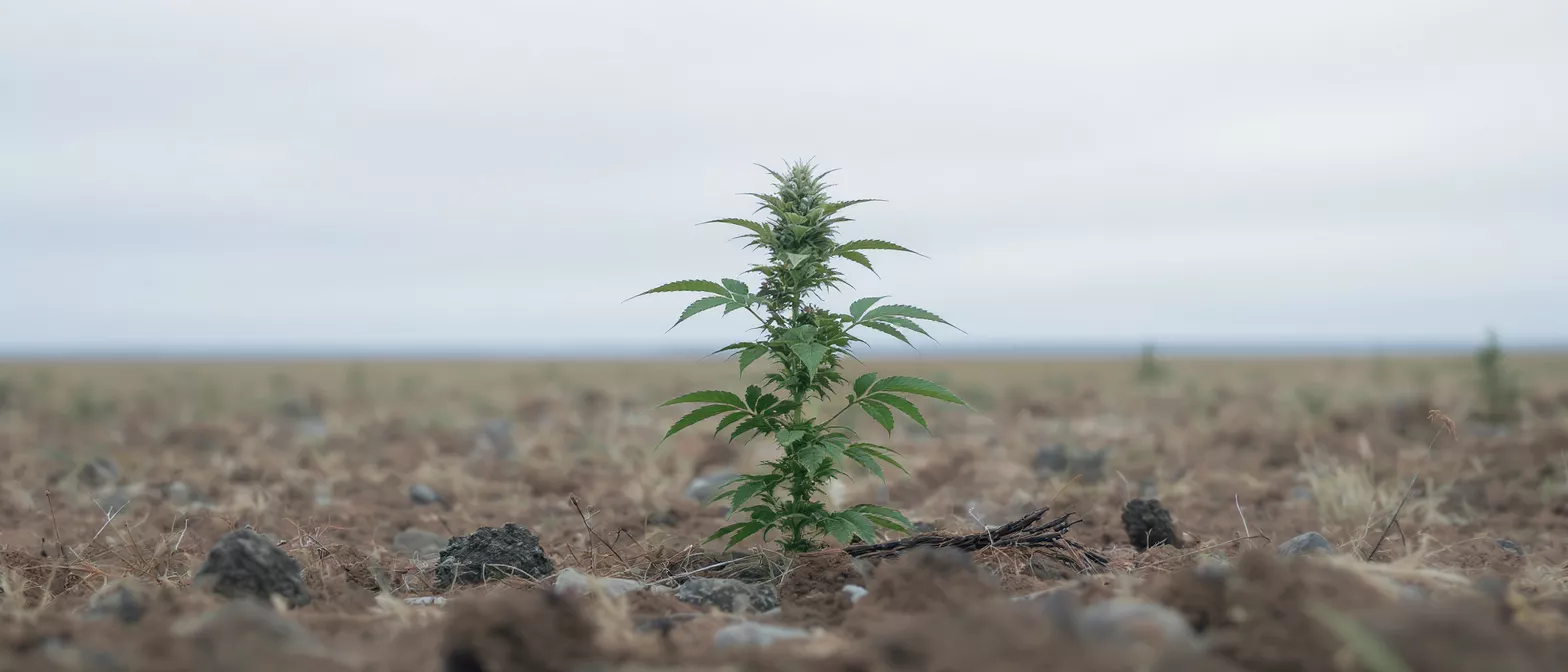 A young cannabis plant growing in a barren field