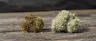 Close-up of low-grade schwag cannabis flower