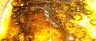 BHO butane hash oil extraction equipment in licensed facility