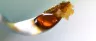 Close-up of golden terp sauce cannabis concentrate with THCA crystals
