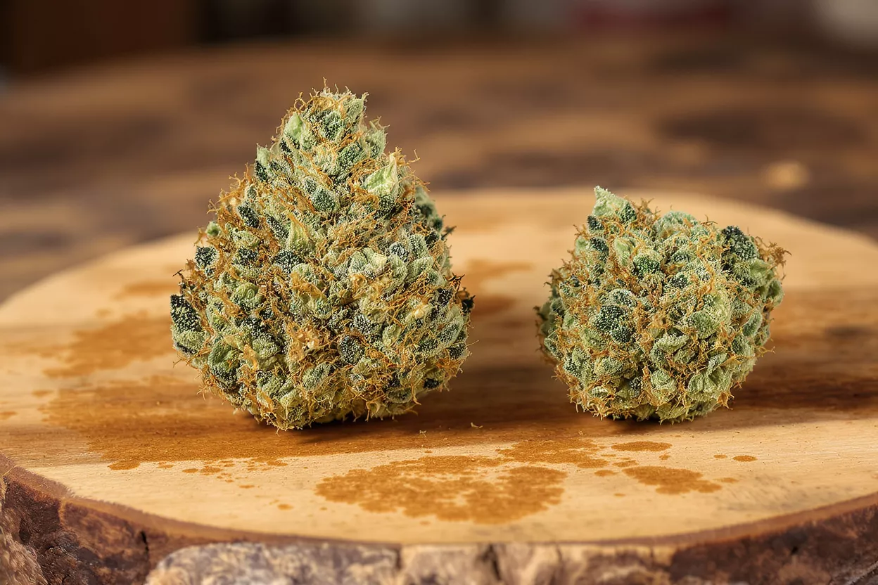 Two vibrant green cannabis buds with orange hairs on a rustic wooden surface.