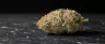Close-up of a cannabis strain flower bud