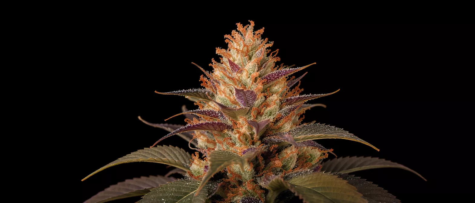 Close-up of a cannabis flower with purple and orange hues, covered in trichomes.