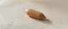 cannabis suppository torpedo-shaped insert with cocoa butter base
