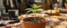 topping a cannabis plant main stem growth tip