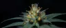 Close-up of cannabis trichomes on a mature flower