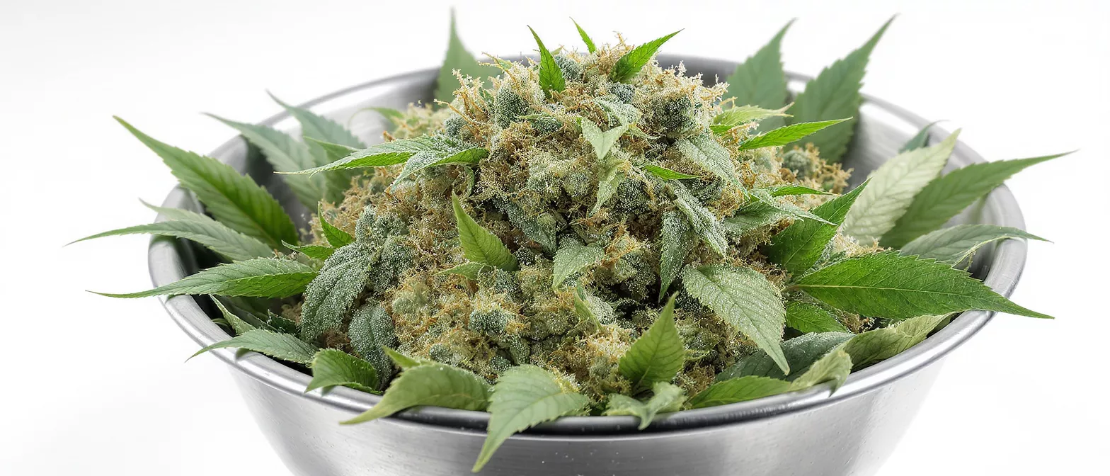 Close-up of cannabis buds and leaves in a metallic bowl on white background.
