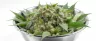 cannabis trim sugar leaves with trichomes in a bowl