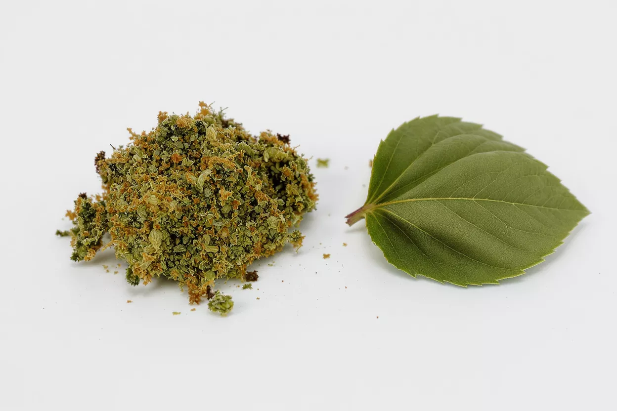 Herb Collection with Leaf Dried green herb beside a fresh green leaf