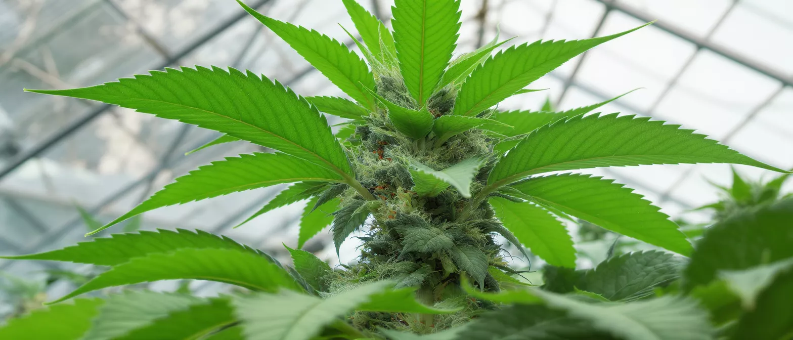 Close-up of a cannabis plant bud with bright green leaves and visible trichomes.