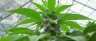 cannabis plant in vegetative stage with lush green leaves