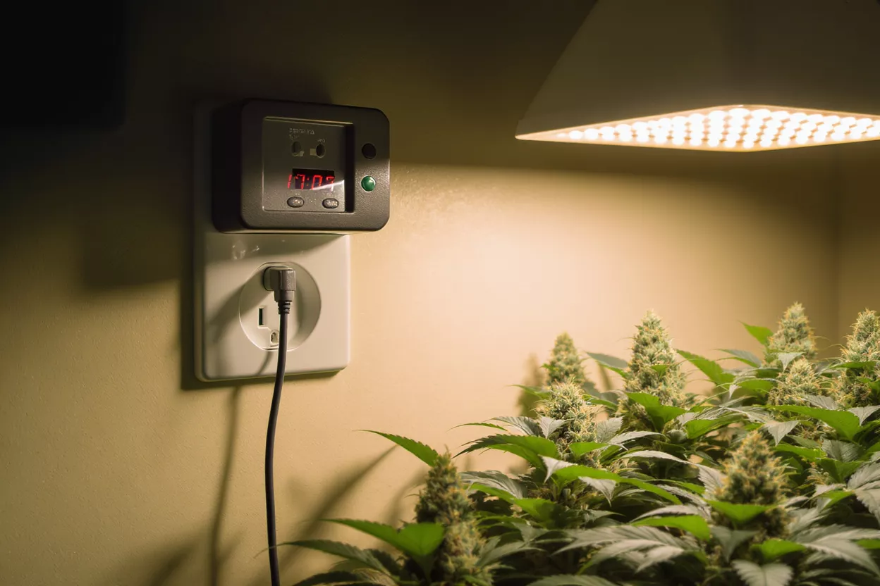 Timer and cannabis plants in indoor garden