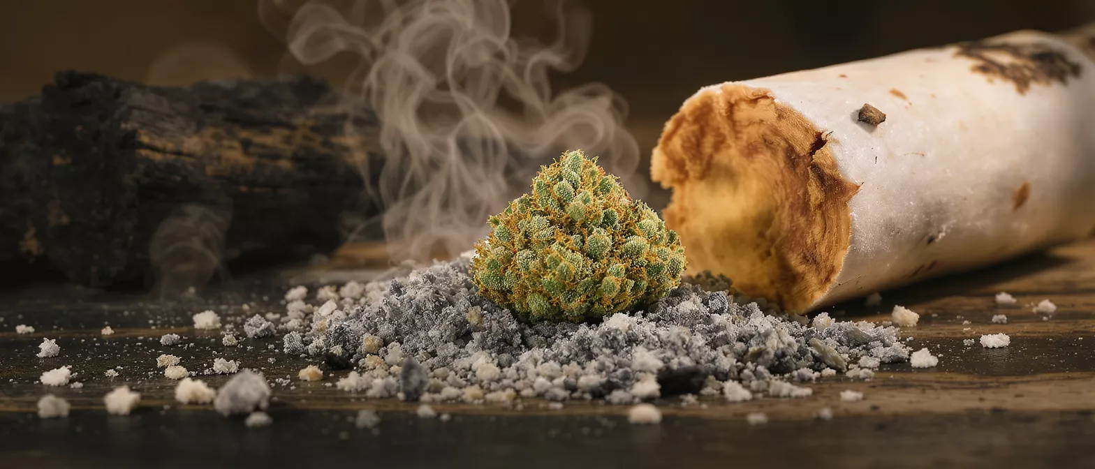 A vibrant cannabis bud sits on a pile of ash with smoke rising, next to a burnt log and a white rolled object.