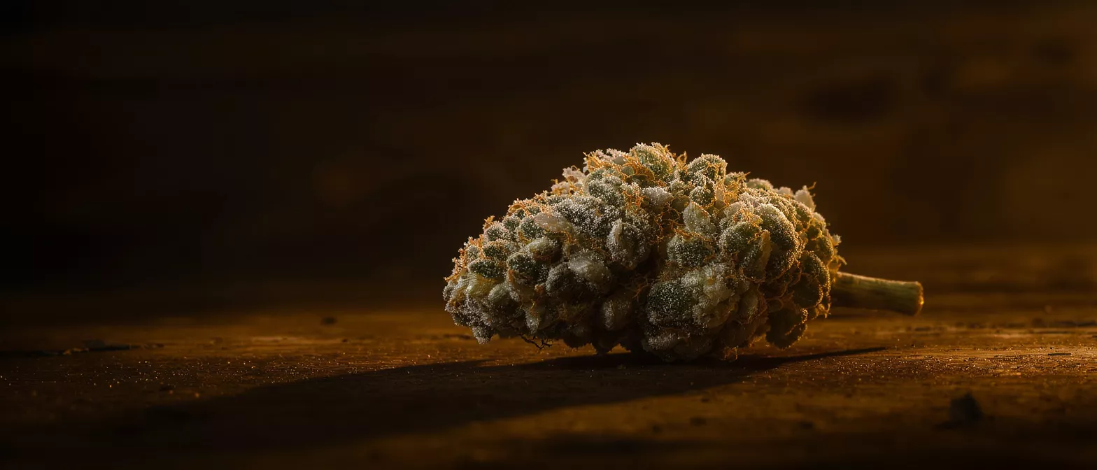 Gros plan d'un bourgeon de cannabis givré avec des poils orange sur une surface en bois sombre.
