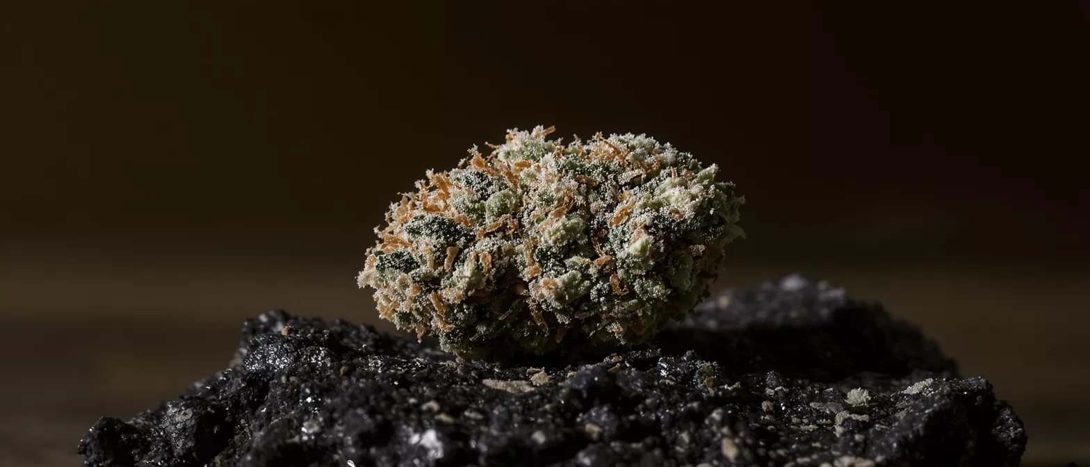 Close-up of a cannabis bud with trichomes on a dark, textured surface.