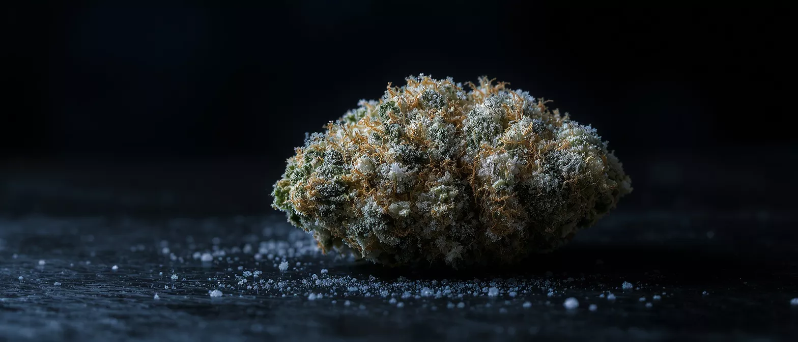 Close-up of a frosty cannabis bud with orange hairs on a dark background.