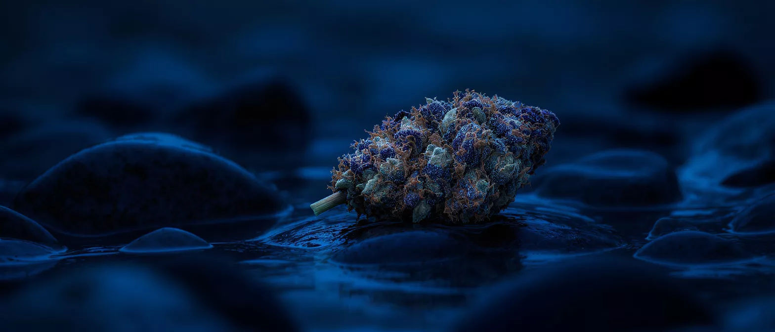 Close-up of a cannabis bud with purple and green hues on a dark blue background.