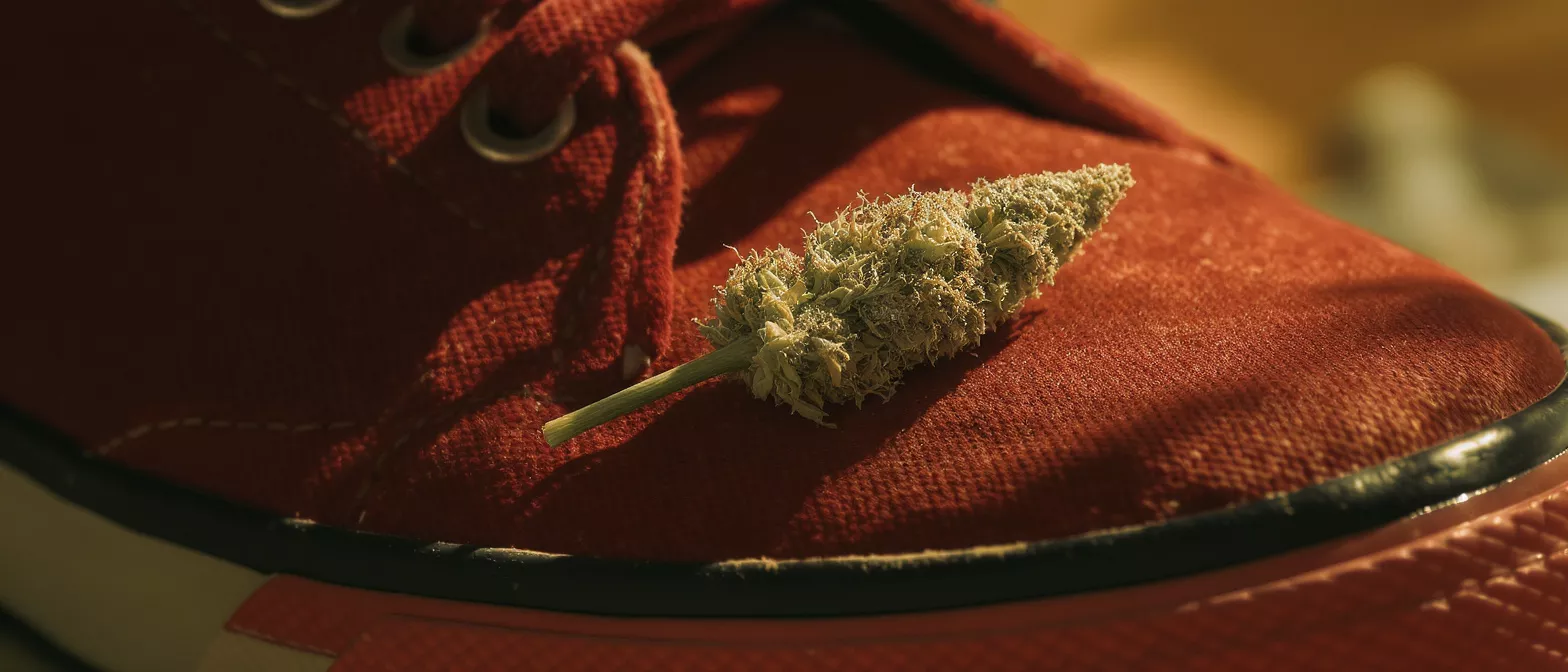 Close-up of a cannabis bud resting on the toe of a red canvas shoe.