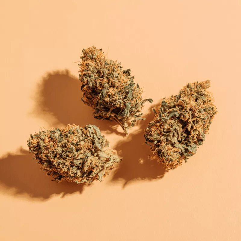 Three cannabis buds displayed on an orange surface