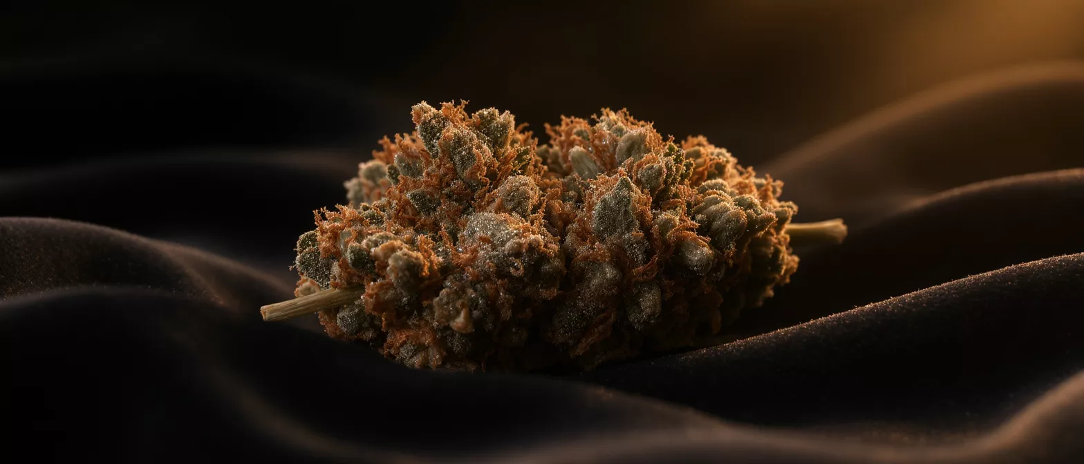 Close-up of a cannabis flower bud with orange hairs and trichomes on dark fabric.
