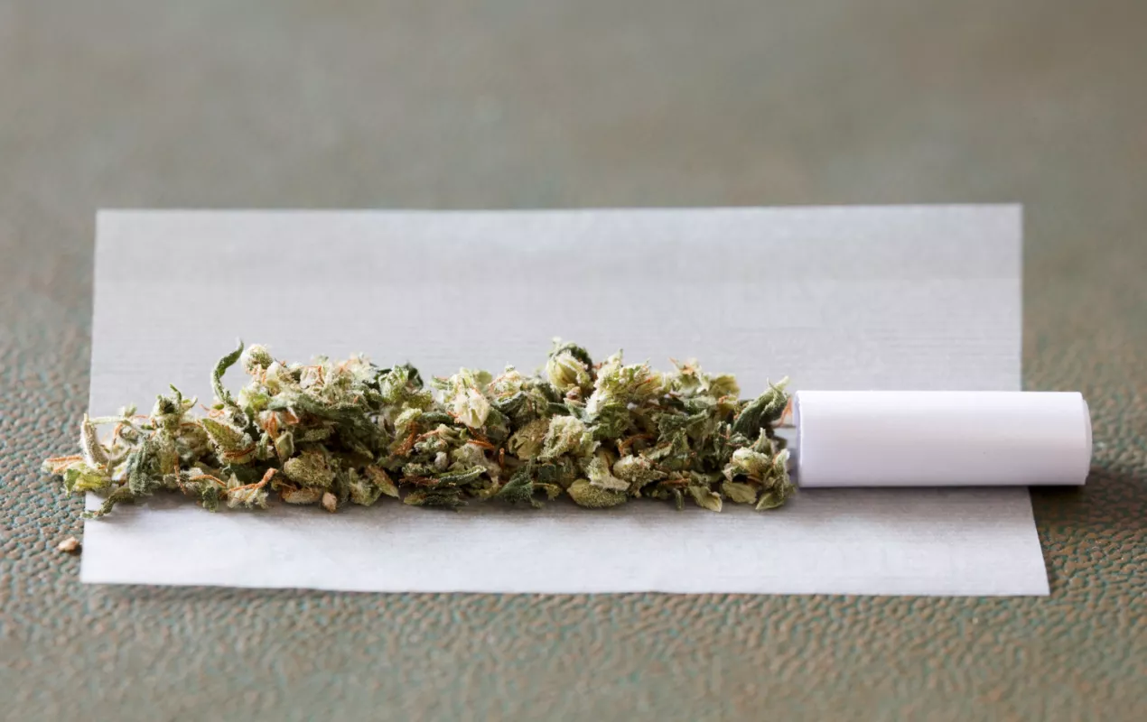 Rolling paper with filter and ground cannabis ready for joint preparation.
