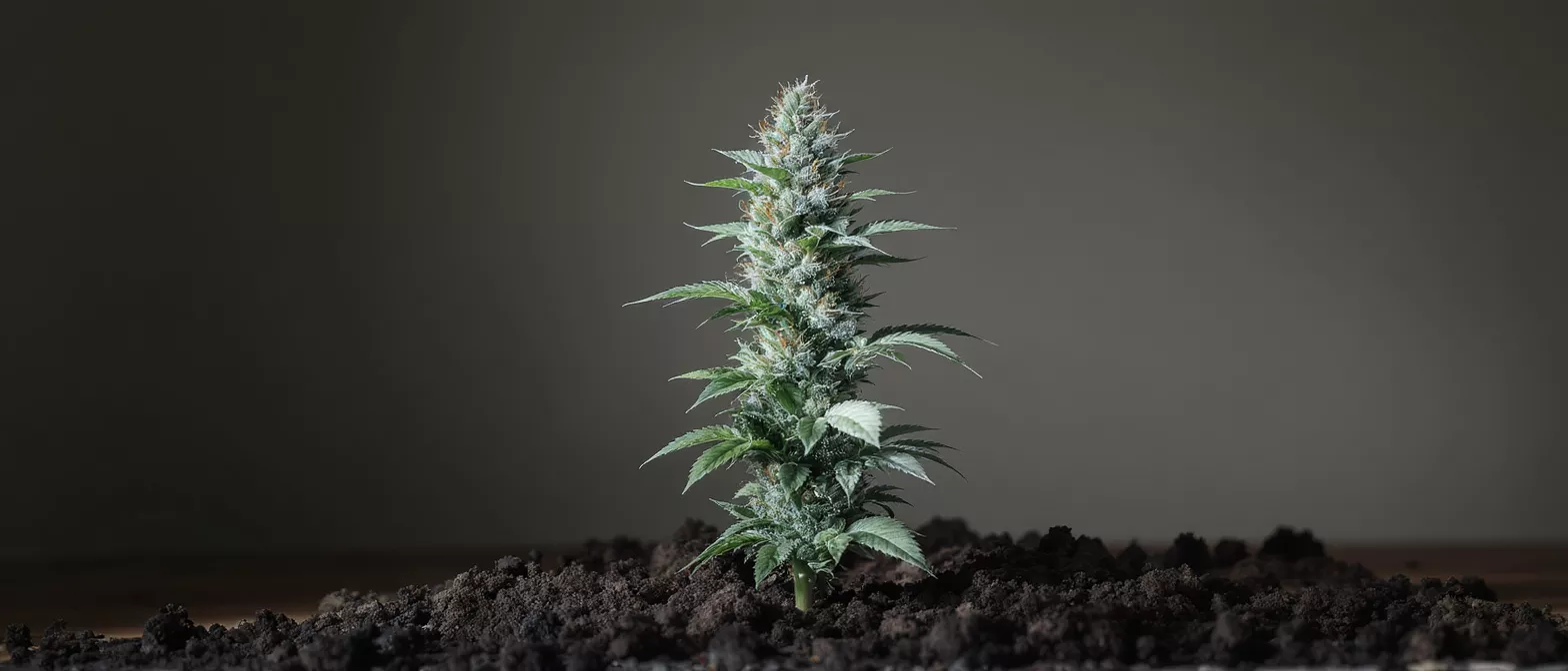 A vibrant cannabis plant, rich in green leaves and frosty buds, growing from dark soil.