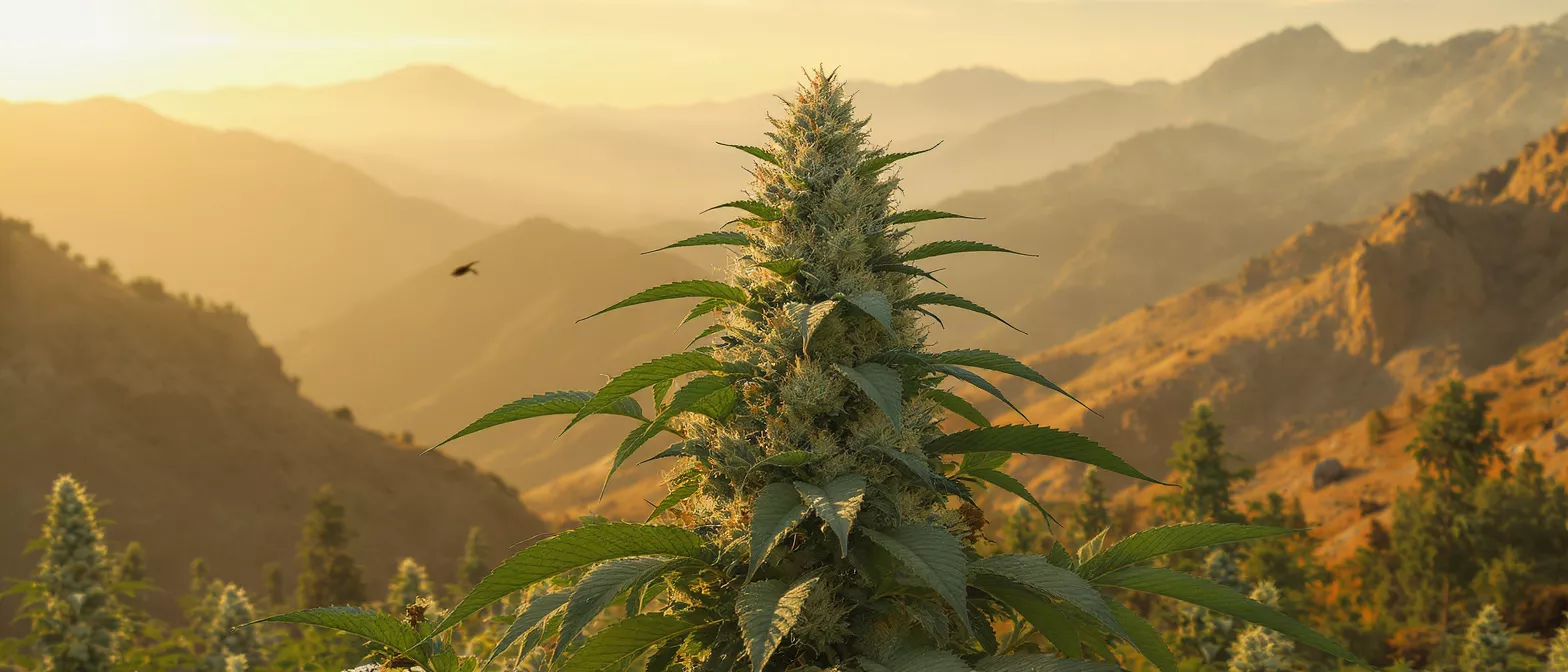 Close-up of a cannabis plant with mountains and a golden sunset in the background.