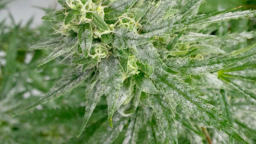 Microbials On Marijuana Leaves
