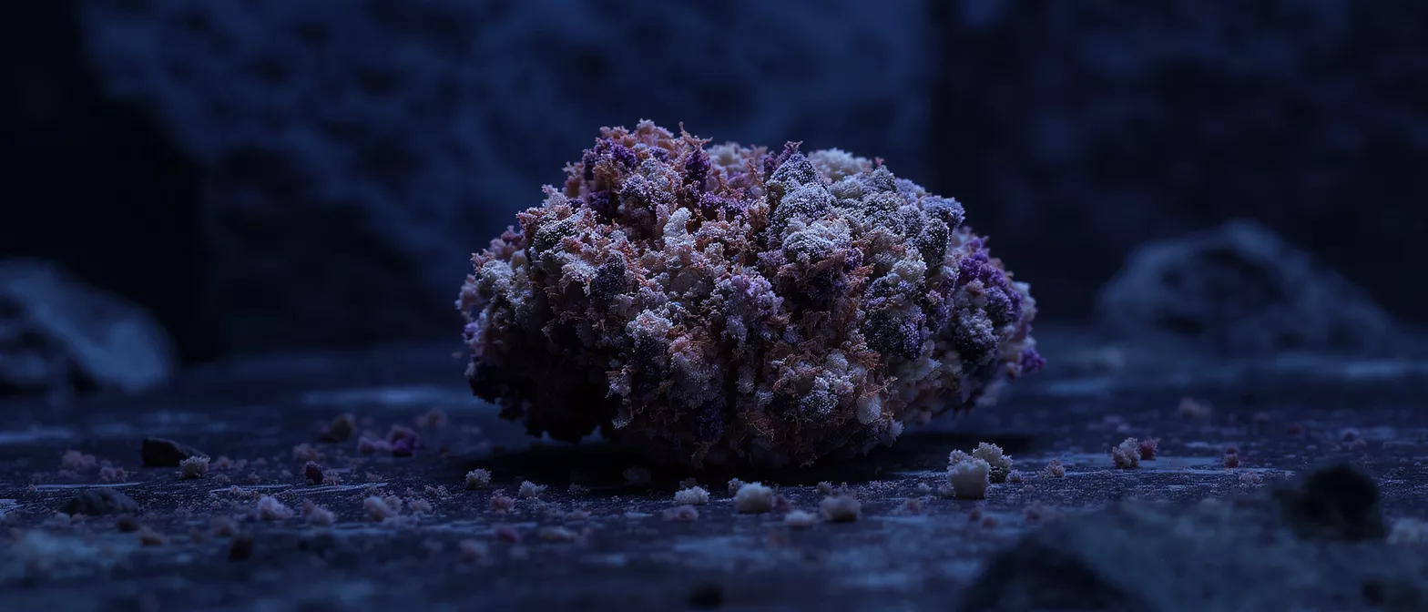 Gros plan d'un organisme microscopique coloré et texturé sur une surface sombre et texturée.