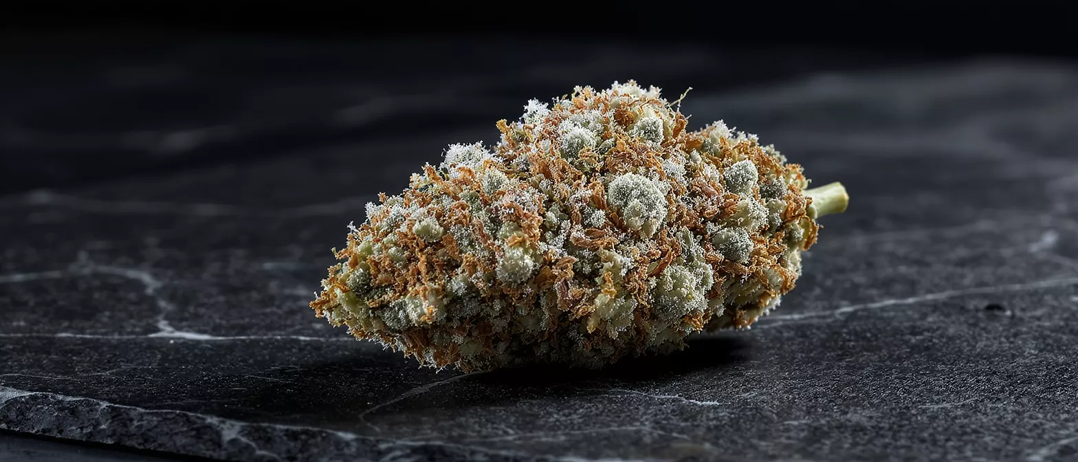 Close-up of a frosty cannabis bud with orange hairs on a dark background.