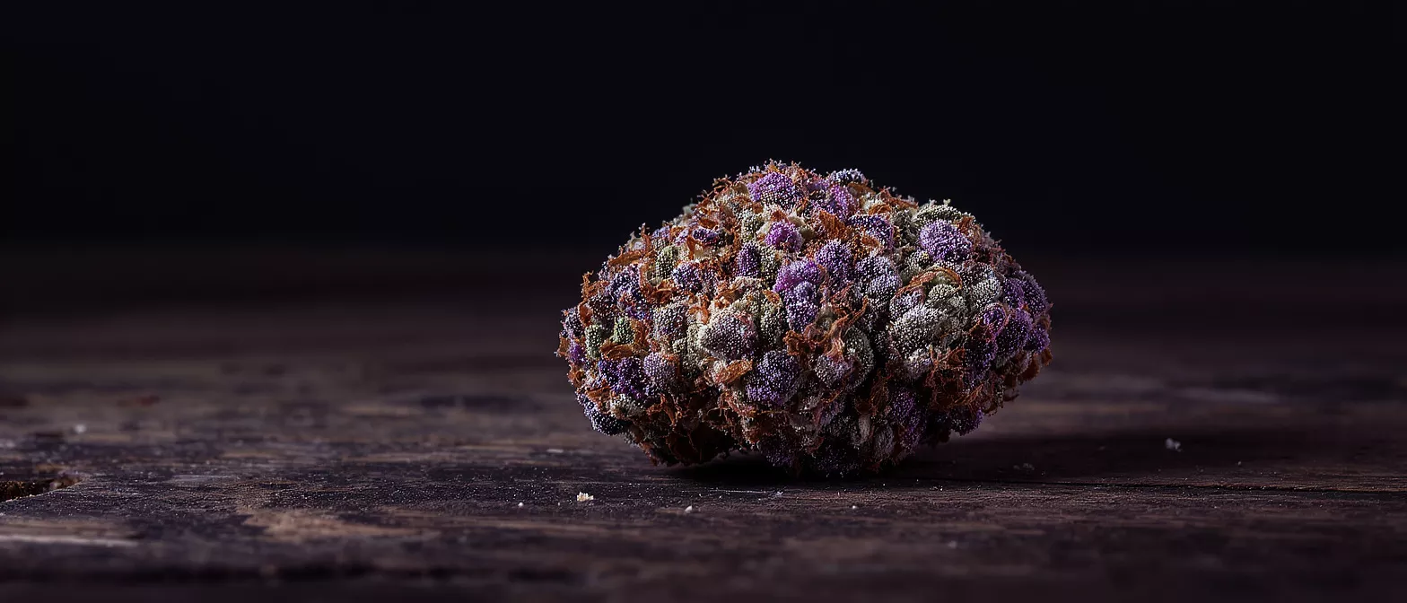 Close-up of a vibrant purple and green cannabis bud on a dark wooden surface.