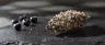 Berry OG weed strain dense buds