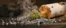 Ash weed strain bud close up