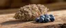 Blueberry Diesel weed buds close up