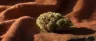 Afghan Cow weed strain bud close-up