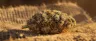 Dense Afghan Skunk cannabis buds covered in resin