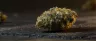 Angel OG cannabis buds close-up