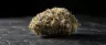 Alien OG cannabis buds close-up
