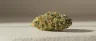 Alien Asshat weed strain close-up bud photo
