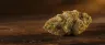 501st OG weed strain dense buds