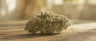 Dairy Queen weed buds covered in trichomes