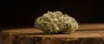Sticky Bedford Glue weed strain bud